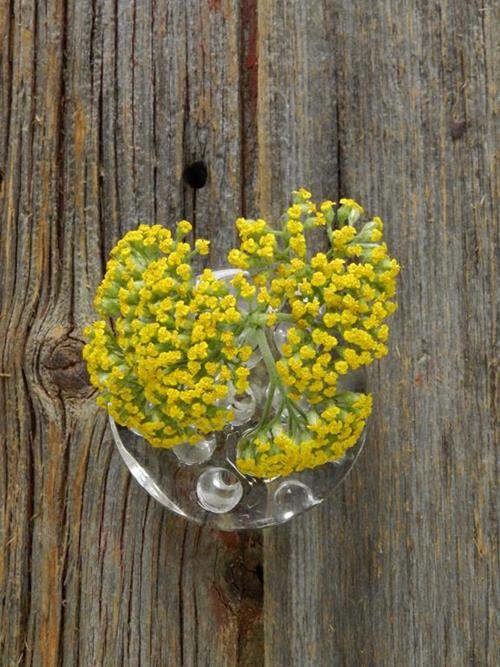 Yellow Yarrow